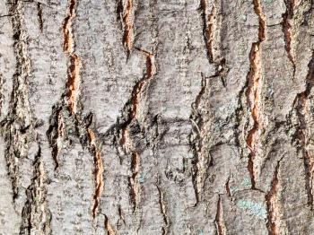 natural texture - textured bark on trunk of red oak tree (quercus rubra) close up