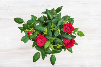 top view of green bush with fresh red rose flowers on gray table