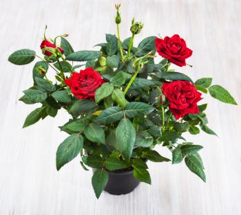 green bush with fresh red rose flowers in flowerpod on gray table