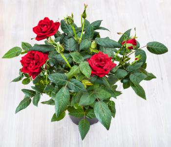 top view of green bush with fresh red rose flowers in pod on gray table