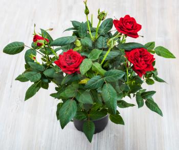green shrub with fresh red rose flowers in flowerpod on gray table