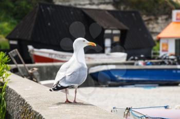 travel to France - seagull on the stone parapet of the city beach in Etretat town in Pays de Caux area of English Channel