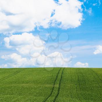 country landscape - green cereal field under blue sky in Picardy region of France in summer day