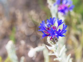 Travel to Turkey - blue cornflower (centaurea montana) on meadow in Goreme National Park in Cappadocia in spring