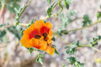 Travel to Turkey - orange poppy flower (Papaver orientale) on meadow in Goreme National Park in Cappadocia in spring