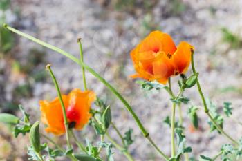 Travel to Turkey - wild poppy flower (Papaver orientale) on meadow in Goreme National Park in Cappadocia in spring