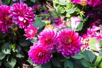 Travel to Turkey - pink dahlia flowers on green bush in garden in Istanbul city in spring