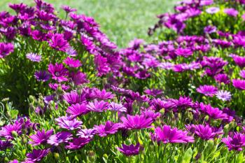 Travel to Turkey - many Bellis flowers on meadow in Istanbul city in spring
