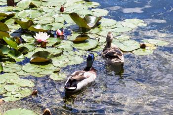 Travel to Turkey - ducks swim in the city pond in Istanbul in spring