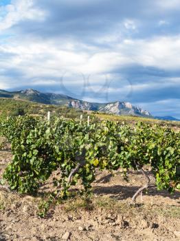 travel to Crimea - view of vineyard of winery farm Alushta of Massandra plant on Crimean Southern Coast in september