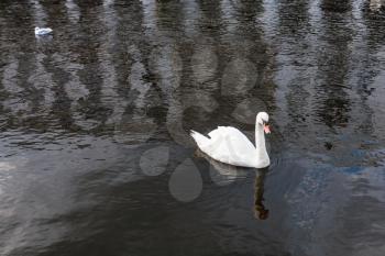 Travel to Germany - white swan floats on Binnenalster (Inner Alster Lake) in Hamburg city in september