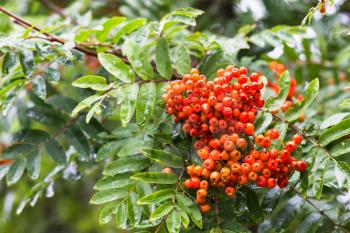 travel to Iceland - ripe fruits of Rowan tree in rain in public family park in laugardalur valley of Reykjavik city in september