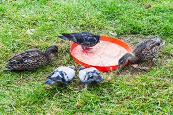 travel to Iceland - pigeons and ducks near the plastic feeder in public family park in laugardalur valley of Reykjavik city in september