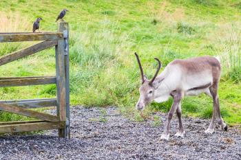 travel to Iceland - reindeer in corral and common starling on fence in public family park in laugardalur valley of Reykjavik city in september