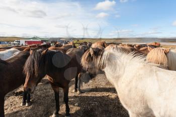 travel to Iceland - herd of icelandic horses on field in Thingvellir park in september