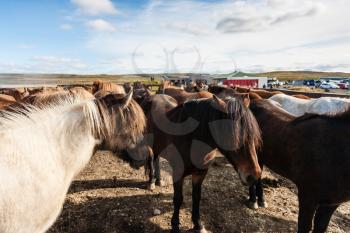travel to Iceland - herd of icelandic ponies on field in Thingvellir park in september