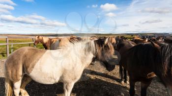 travel to Iceland - herd of icelandic horses on corral in Thingvellir park in september