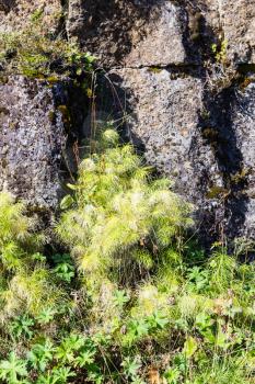 travel to Iceland - green rock wall of Almannagja Fault in Thingvellir national park in autumn