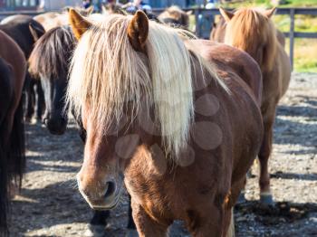 travel to Iceland - low Icelandic horse in country farm close up