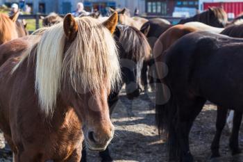travel to Iceland - small Icelandic horse in country farm close up