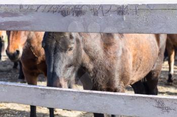 travel to Iceland - brown Icelandic horses in corral in country farm