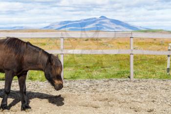 travel to Iceland - brown Icelandic pony in corral in country farm in september