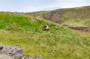 travel to Iceland - icelandic sheeps on green hill slope in Hveragerdi Hot Spring River Trail area in september