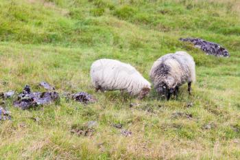 travel to Iceland - two icelandic sheeps on meadow in Hveragerdi Hot Spring River Trail area in september