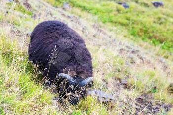 travel to Iceland - black icelandic sheep on mountain slope in Hveragerdi Hot Spring River Trail area in september