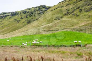 travel to Iceland - icelandic sheeps on green mountain slope near Vik I Myrdal village on Atlantic South Coast in Katla Geopark in september