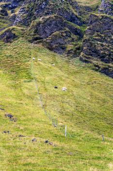 travel to Iceland - icelandic sheep on mountain slope in Iceland, near Vik I Myrdal village on Atlantic South Coast in Katla Geopark in september