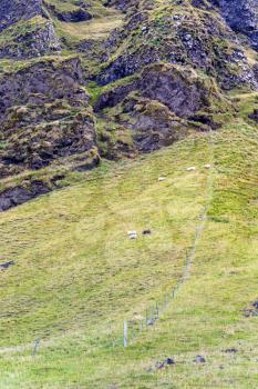 travel to Iceland - icelandic sheep on mountain field in Iceland, near Vik I Myrdal village on Atlantic South Coast in Katla Geopark in september