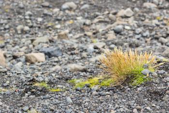 travel to Iceland - grass in pumice stones near Solheimajokull glacier (South glacial tongue of Myrdalsjokull ice cap) in Katla Geopark on Icelandic Atlantic South Coast in september
