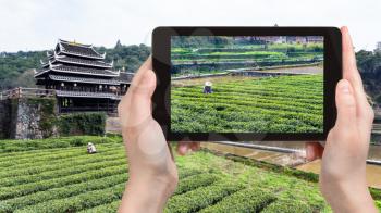 travel concept - tourist photographs tea bushes near Chengyang Wind and Rain (Fengyu, Yongji, Panlong) Bridge in Sanjiang Dong Autonomous County in China in spring on tablet