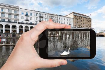 travel concept - tourist photographs swan on Binnenalster (Inner Alster Lake) in Hamburg city in Germany in autumn on smartpone