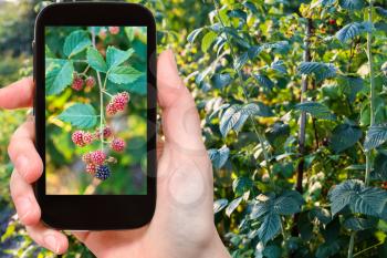 travel concept - tourist photographs raspberry bushes in garden in Krasnodar Kuban region of Russia in summer evening on smartphone