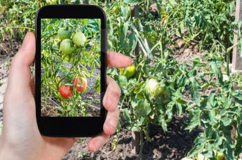travel concept - tourist photographs ripening tomato fruits on bushes in garden in Krasnodar Kuban region of Russia in summer season on smartphone