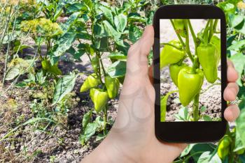 travel concept - tourist photographs sweet green pepper bushes at garden beds in Krasnodar Kuban region of Russia in summer season on smartphone