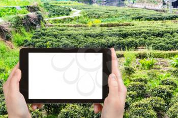 travel concept - tourist photographs garden with tea bushes in Chengyang village of Sanjiang Dong Autonomous County in China in spring on tablet with cut out screen for advertising