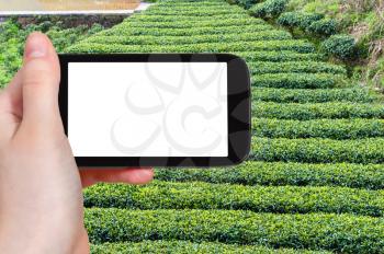 travel concept - tourist photographs tea plantation in Chengyang village of Sanjiang Dong Autonomous County in China in spring on smartphone with cut out screen for advertising