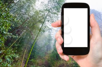 travel concept - tourist photographs wet rainforest in area of Dazhai Longsheng (Dragon's Backbone, Longji) Rice Terraces county in spring on smartphone with cut out screen for advertising logo