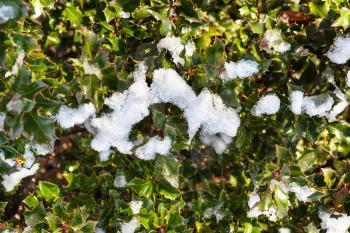 melting snow on green leaves of Holly shrub in winter