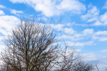 white clouds in blue sky over bare cherry trees in Kuban region of Russia