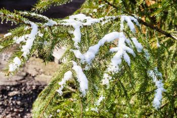 melting snow on branches of fir tree on backyard of country house in sunny day