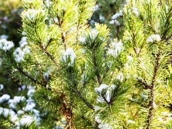 snow on green branches of pine tree close up in sunny day
