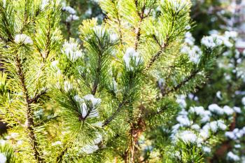 flakes of snow on green twigs of pine tree in sunny day