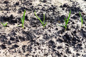 young green shoots of onion on wet garden bed in sunny day
