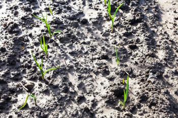 young green shoots of onion on plowed garden beds in sunny day