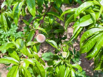 unripe fruit on peach tree on backyard of townhouse in summer day in Gerolstein city, Germany