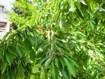 unripe fruits on plum tree on backyard of townhouse in summer day in Gerolstein city, Germany